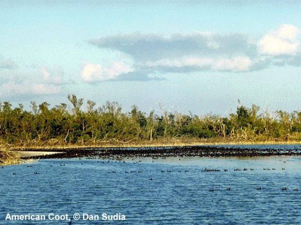 American Coot | Fulica americana