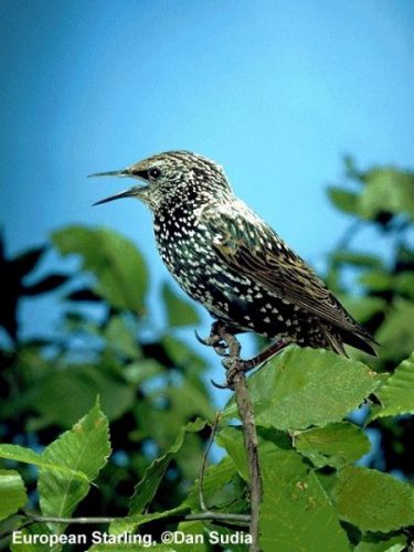 European Starling | Sturnus vulgaris
