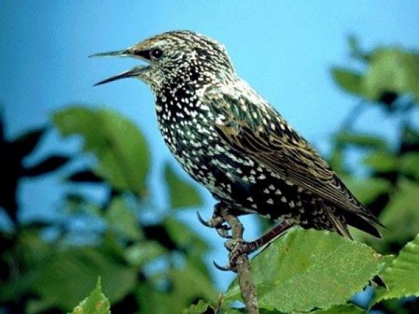 European Starling | Sturnus vulgaris