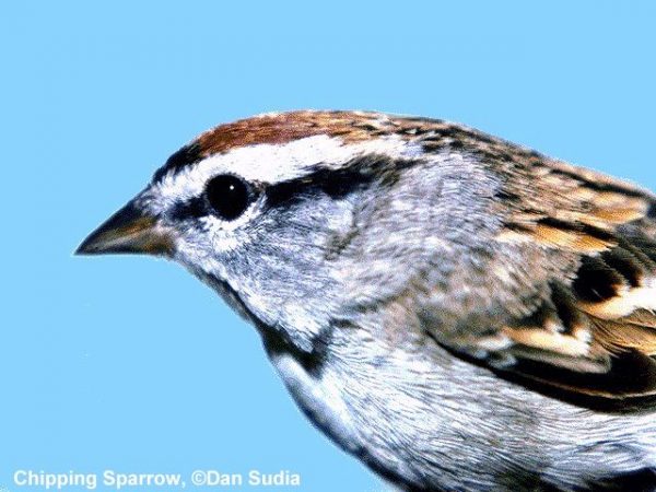 Chipping Sparrow | Spizella passerina | alternate plumage