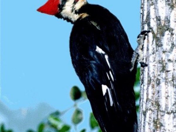 Pileated Woodpecker | Dryocopus pileatus