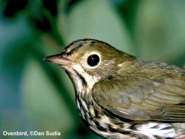 Ovenbird | Seiurus aurocapillus