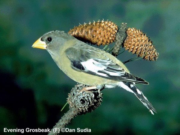 Evening Grosbeak | Coccothraustes vespertina | female