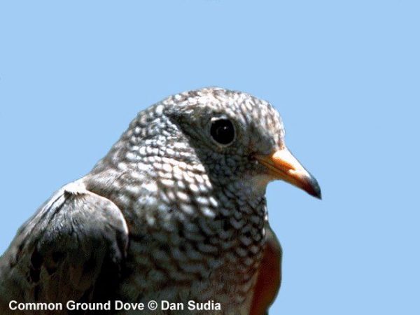 Common Ground-Dove | Columbina passerina