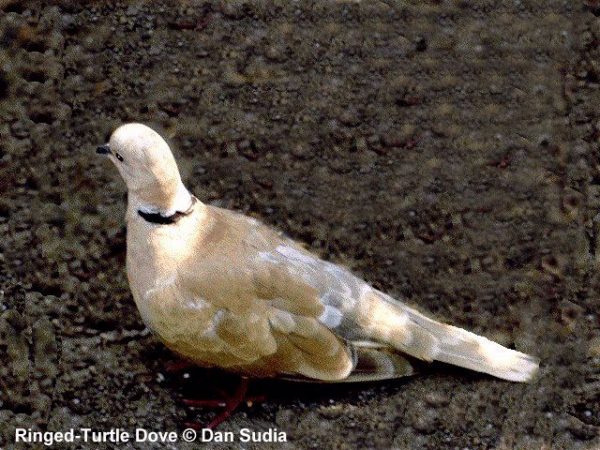 Ringed Turtle-Dove | Streptopelia risoria