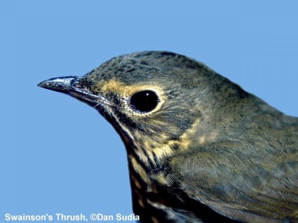 Swainson's Thrush | Catharus ustulatus