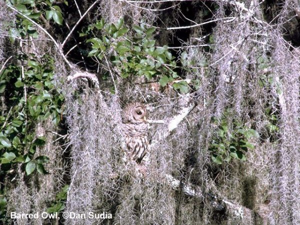 Barred Owl | Strix varia
