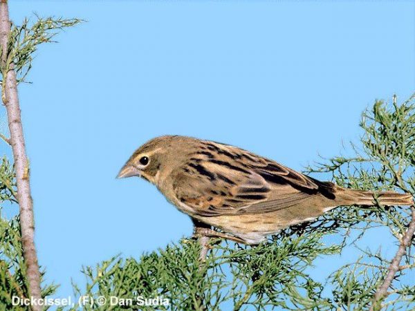 Dickcissel | Spiza americana | female