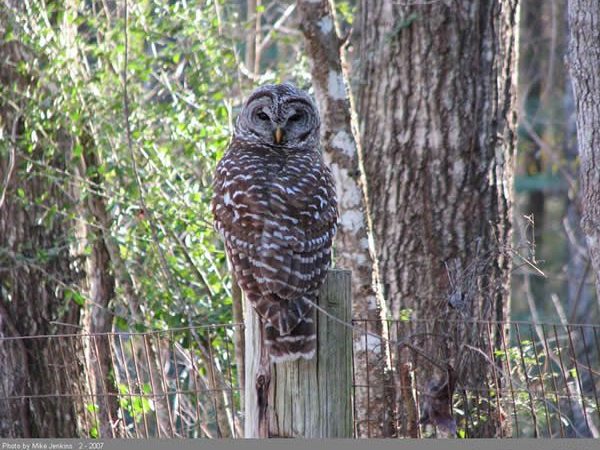 Barred Owl | Strix varia