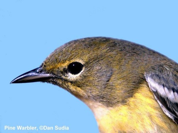 Pine Warbler | Dendroica pinus