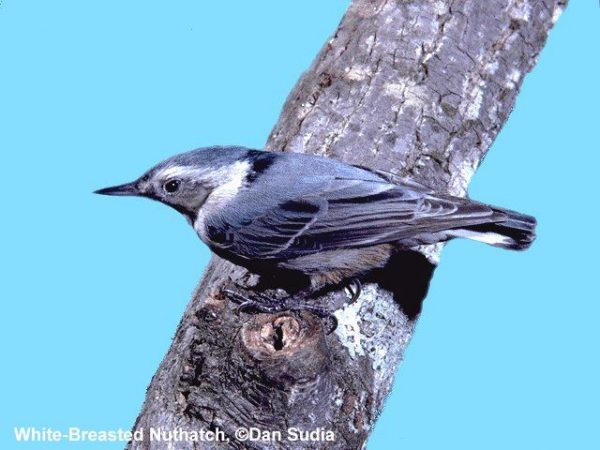 White-breasted Nuthatch | Sitta carolinensis