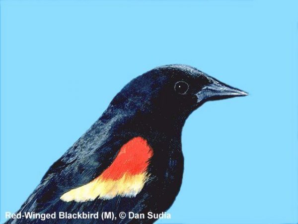 Red-winged Blackbird | Agelaius phoeniceus | male