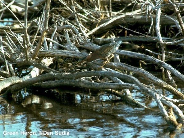Green Heron | Butorides virescens