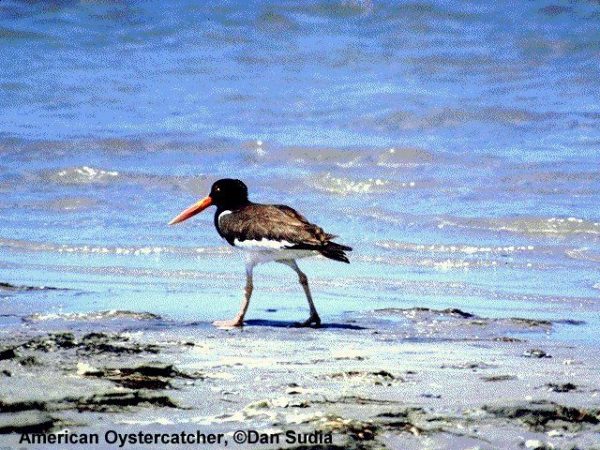 American Oystercatcher