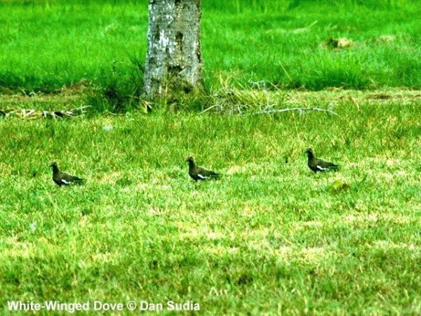 White-winged Dove