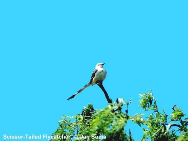 Scissor-tailed Flycatcher | Tyrannus forficatus