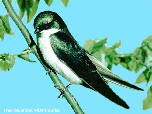 Tree Swallow | Tachycineta bicolor