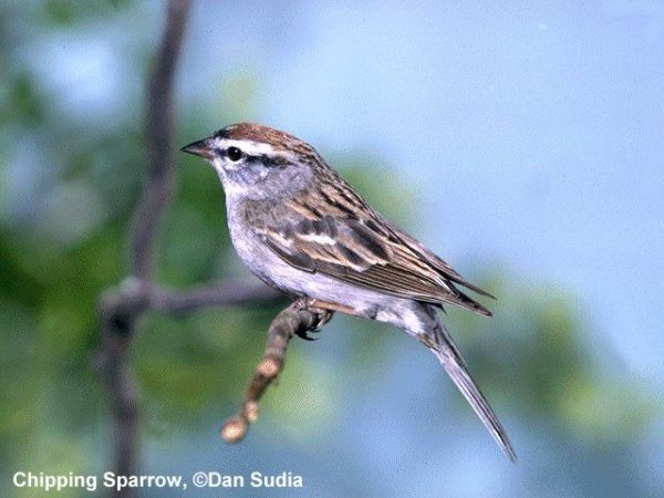 Chipping Sparrow | Spizella passerina | basic plumage
