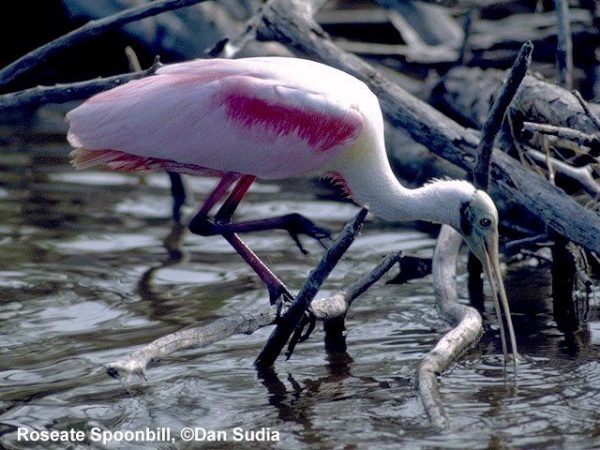 Roseate Spoonbill | Ajaia ajaja
