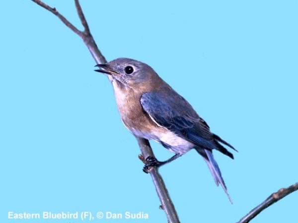 Eastern Bluebird | Sialia sialis | female
