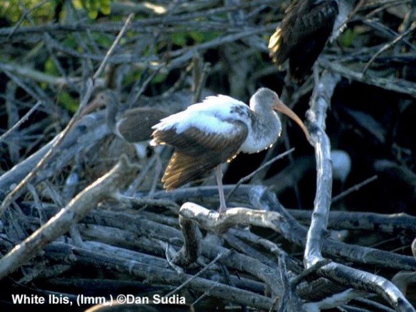 White Ibis | Eudocimus albus | immature