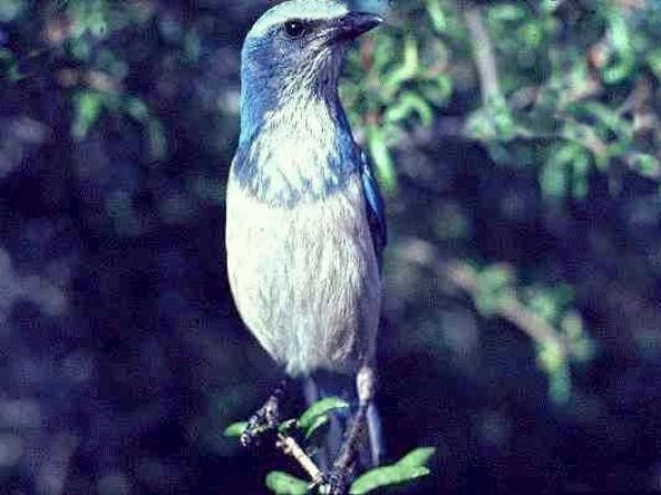 Florida Scrub-Jay | Aphelocoma coerulescens | Photo by Erika Simons