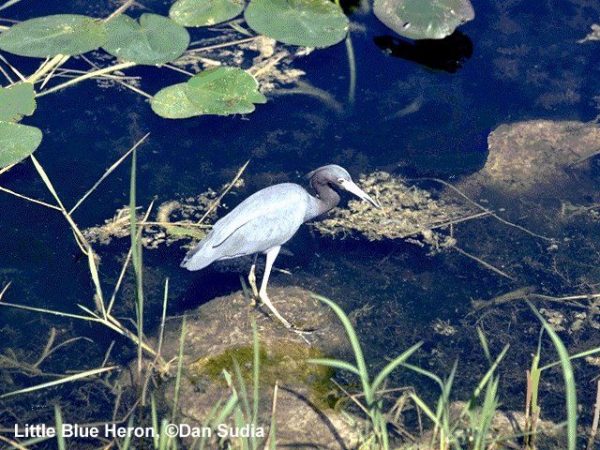 Little Blue Heron | Egretta caerulea | adult