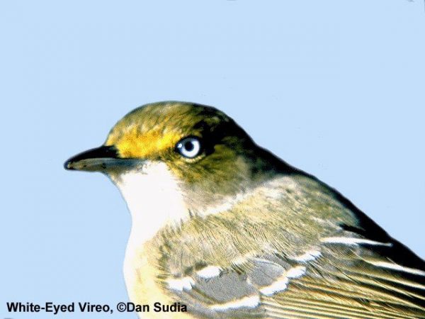 White-eyed Vireo | Vireo griseus
