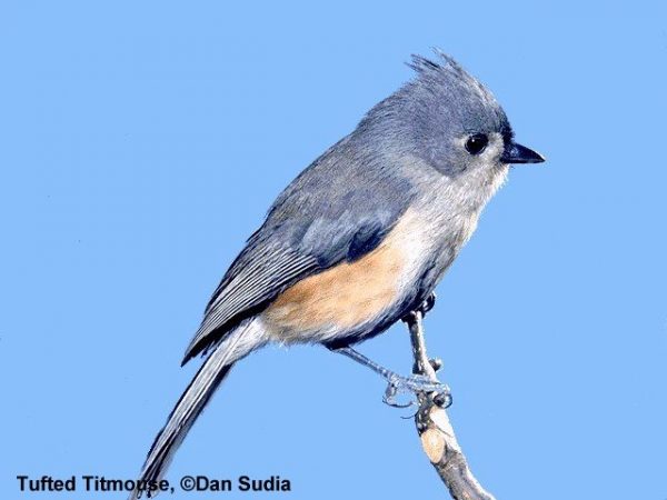 Tufted Titmouse | Parus bicolor