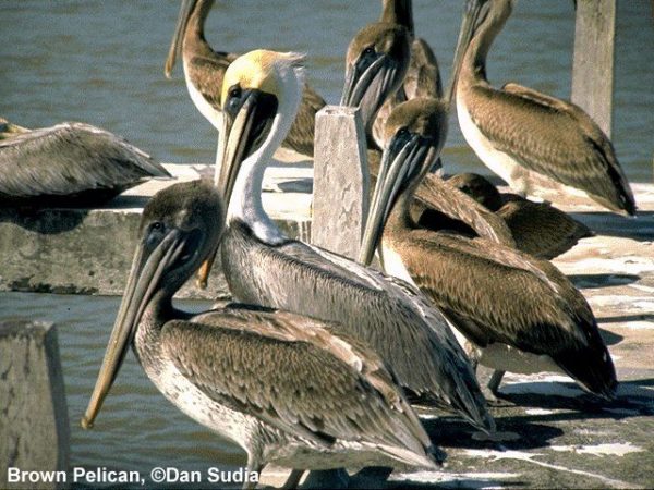 Brown Pelican | Pelecanus occidentalis