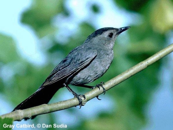 Gray Catbird | Dumetella carolinensis