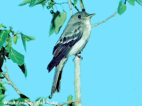Eastern Wood-Pewee | Contopus virens