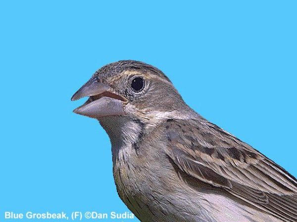 Blue Grosbeak | Guiraca caerulea | female