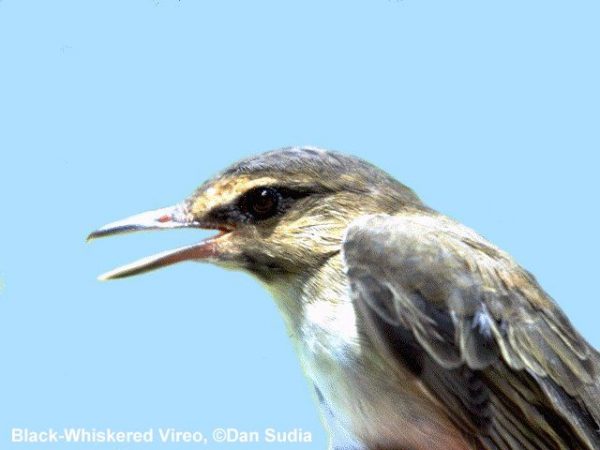 Black-whiskered Vireo | Vireo altiloquus