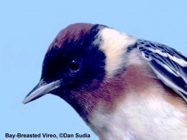 Bay-breasted Warbler | Dendroica castanea