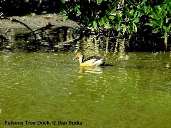 Fulvous Whistling-Duck | Dendrocygna bicolor