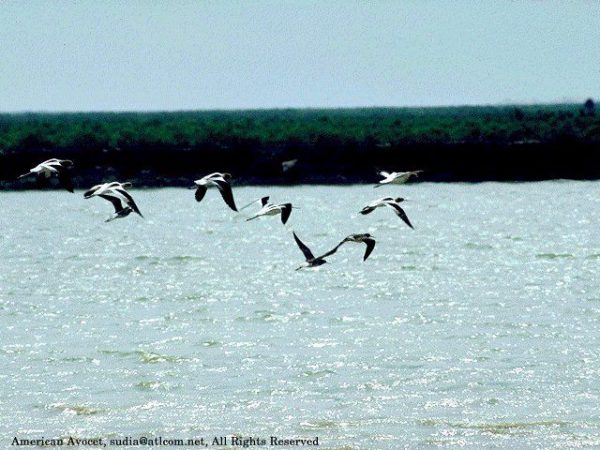 American Avocet | Recurvirostra americana