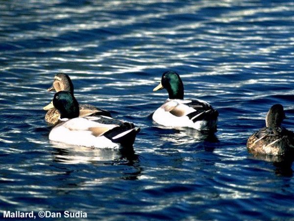 Mallard | Anas platyrhynchos