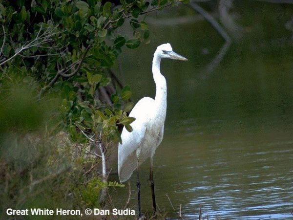 Great White Heron | Ardea alba