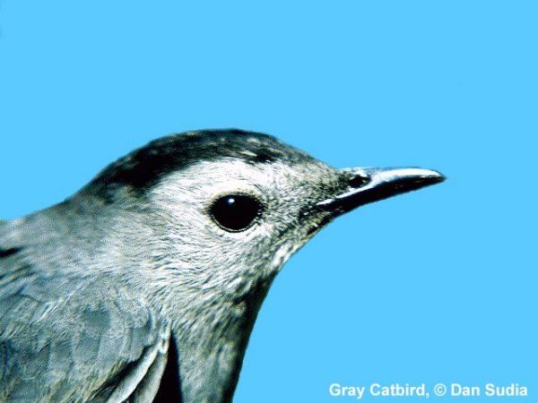 Gray Catbird | Dumetella carolinensis