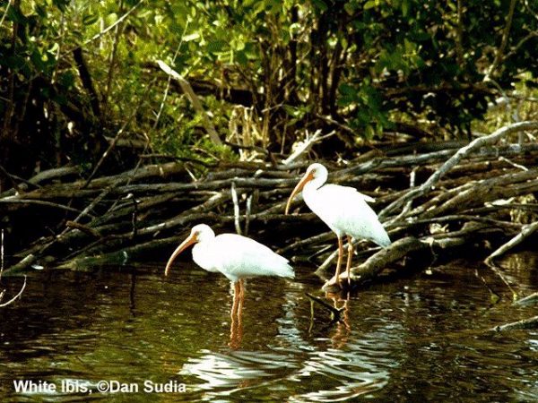 White Ibis | Eudocimus albus