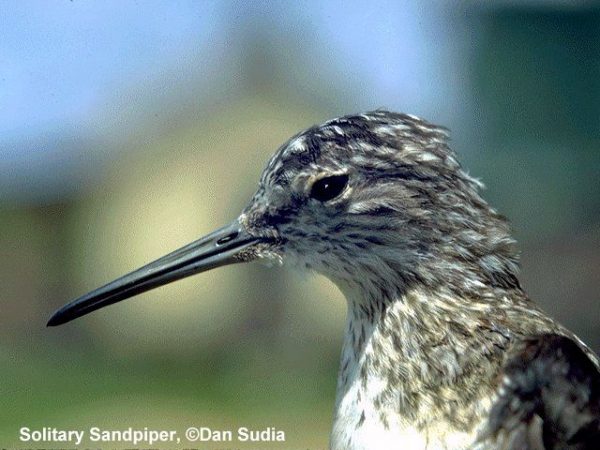 Solitary Sandpiper | Tringa solitaria