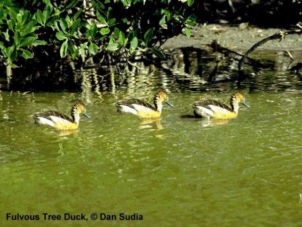 Fulvous Whistling-Duck | Dendrocygna bicolor