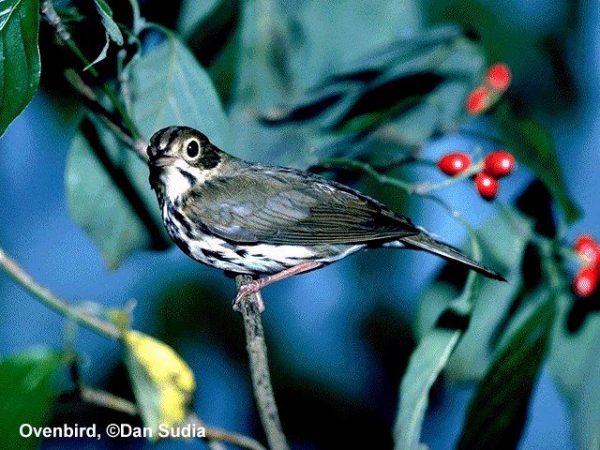 Ovenbird | Seiurus aurocapillus