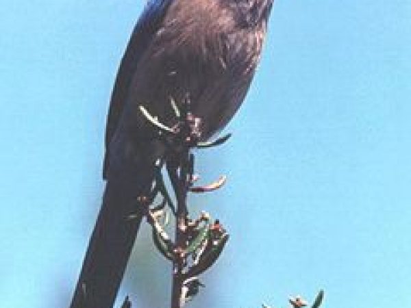 Florida Scrub-Jay | Aphelocoma coerulescens | Photo by Erika Simons