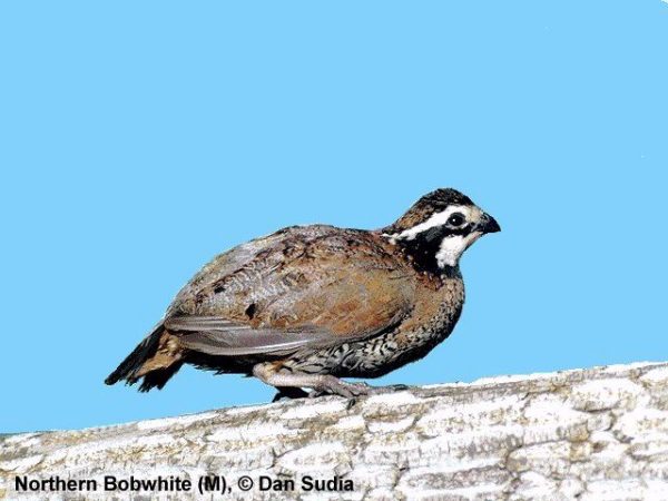 Northern Bobwhite | Colinus virginianus | male