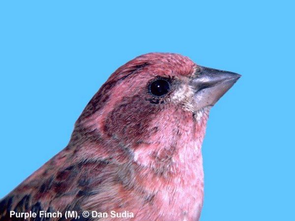 Purple Finch | Carpodacus purpureus | male