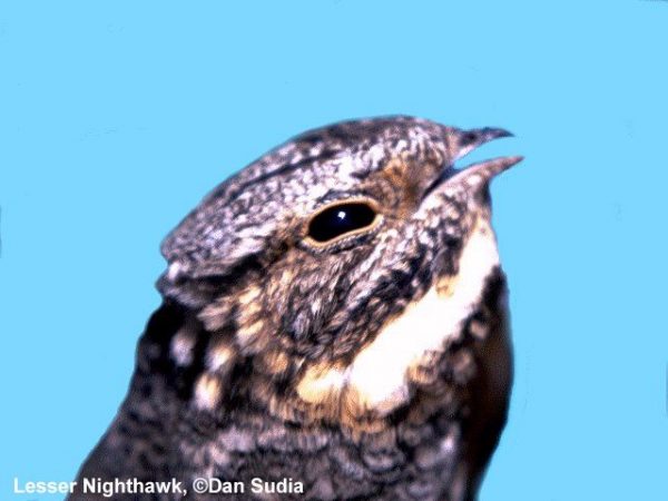Lesser Nighthawk | Chordeiles acutipennis