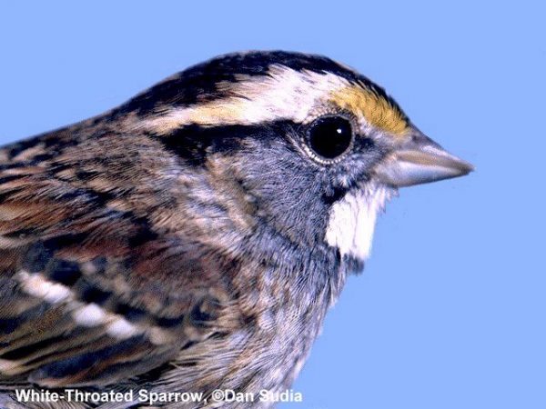 White-throated Sparrow | Zonotrichia albicollis