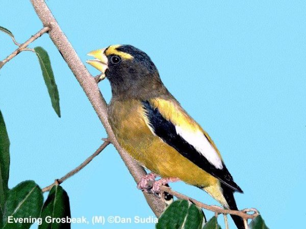Evening Grosbeak | Coccothraustes vespertina | male